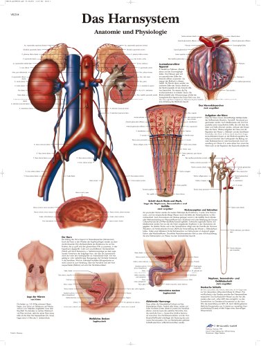 3B Scientific Lehrtafel - Das Harnsystem - Anatomie und Physiologie von 3B Scientific