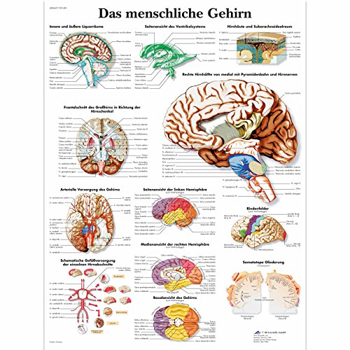 3B Scientific Lehrtafel - Das menschliche Gehirn, VR0615UU von 3B Scientific