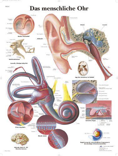 3B Scientific Lehrtafel - Das menschliche Ohr von 3B Scientific