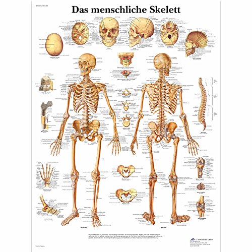 3B Scientific Lehrtafel - Das menschliche Skelett, VR0113UU von 3B Scientific