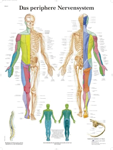 3B Scientific Lehrtafel - Das periphere Nervensystem von 3B Scientific