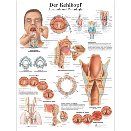 3B Scientific Lehrtafel - Der Kehlkopf, VR0248UU von 3B Scientific