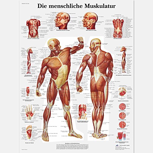 3B Scientific Lehrtafel Die menschliche Muskulatur, VR0118UU von 3B Scientific