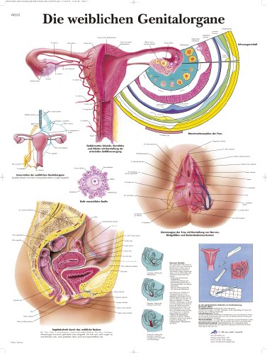3B Scientific Lehrtafel - Die weiblichen Genitalorgane, VR0532UU von 3B Scientific