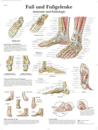 3B Scientific Lehrtafel - Fuß und Fußgelenke - Anatomie und Pathologie, VR0176UU von 3B Scientific