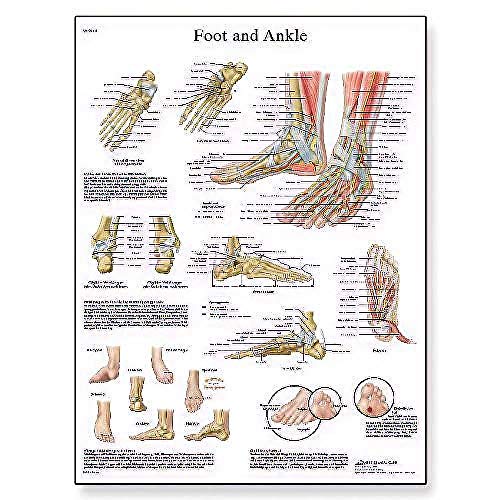 3B Scientific VR1176UU Diagramm/Anatomie-Poster zum Fuß und Gelenken des Fußes, wissenschaftliches Poster, Papierversion, unlaminiert von 3B Scientific