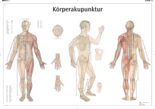 3B Scientific Lehrtafel - Körperakupunktur, VR0820UU von 3B Scientific