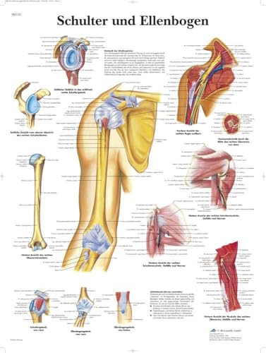 3B Scientific Lehrtafel - Schulter und Ellenbogen, VR0170UU von 3B Scientific