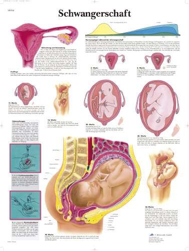 3B Scientific Lehrtafel - Schwangerschaft von 3B Scientific