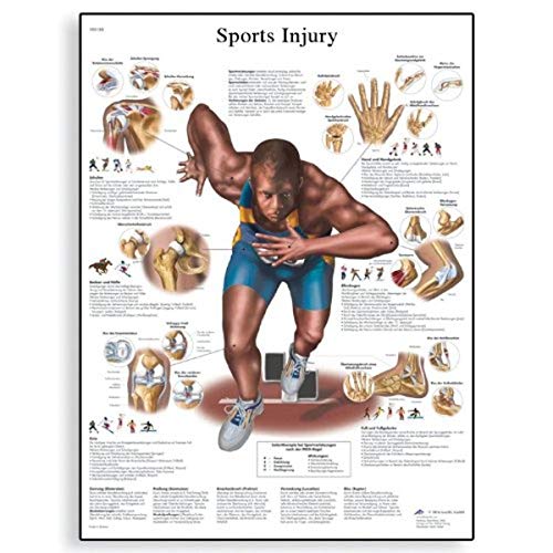 3B Scientific VR1188UU Anatomie des Menschen – Schaubild der Sportverletzungen, gedruckte Version von 3B Scientific