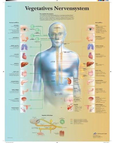 3B Scientific Lehrtafel - Vegetatives Nervensystem von 3B Scientific