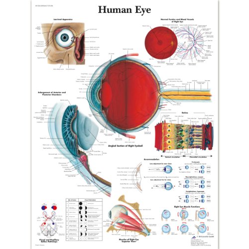 3B Scientific VR1226L Menschliche Anatomie, menschliches Auge, laminierte Version (in englischer Sprache) von 3B Scientific