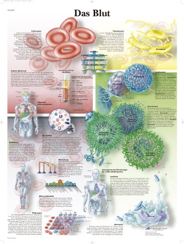 3B Scientific Lehrtafel laminiert - Das Blut von 3B Scientific