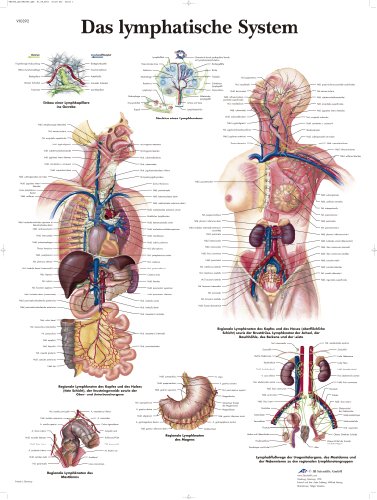 3B Scientific Lehrtafel laminiert - Das Lymphatische System von 3B Scientific