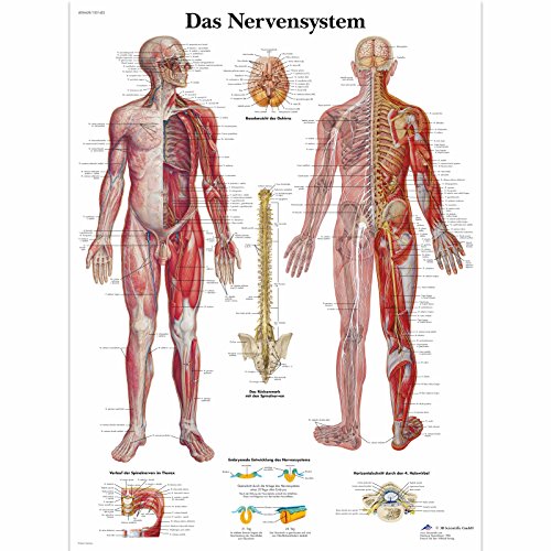 3B Scientific Lehrtafel laminiert - Das Nervensystem von 3B Scientific