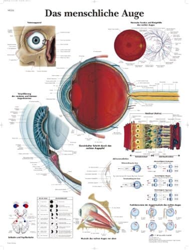 3B Scientific Lehrtafel laminiert - Das menschliche Auge, VR0226L von 3B Scientific