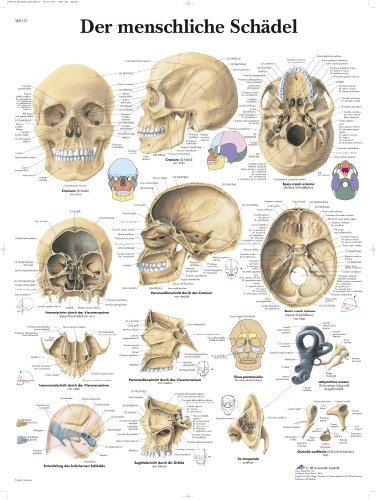 3B Scientific Lehrtafel laminiert - Der menschliche Schädel, VR0131L von 3B Scientific