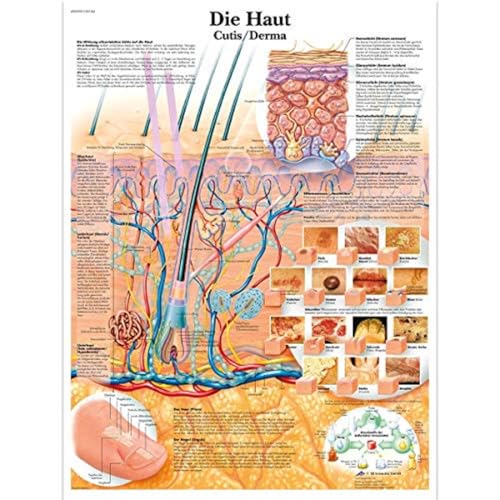 3B Scientific Lehrtafel laminiert - Die Haut, VR0283L 3B Scientific Lehrtafel laminiert - Die Haut, VR0283L von 3B Scientific