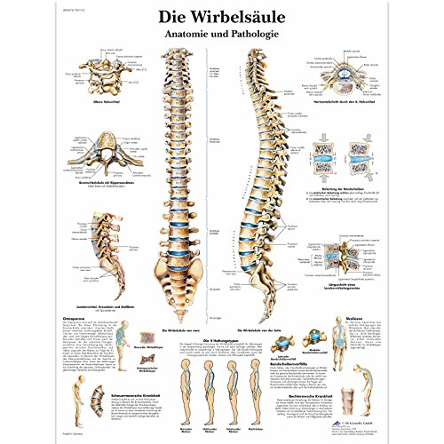 3B Scientific Lehrtafel laminiert - Die menschliche Wirbelsäule von 3B Scientific