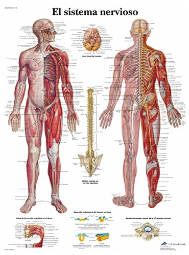 3B Scientific Lehrtafel laminiert - El sistema nervioso - Spanisch von 3B Scientific