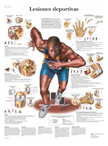 3B Scientific Lehrtafel laminiert - Lesiones deportivas - Spanisch von 3B Scientific