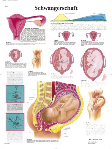 3B Scientific Lehrtafel laminiert - Schwangerschaft von 3B Scientific