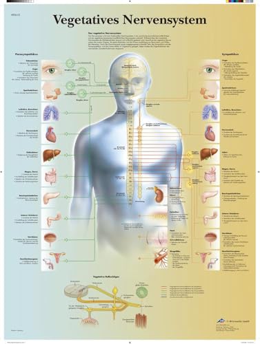 3B Scientific Lehrtafel laminiert - Vegetatives Nervensystem, VR0610L von 3B Scientific