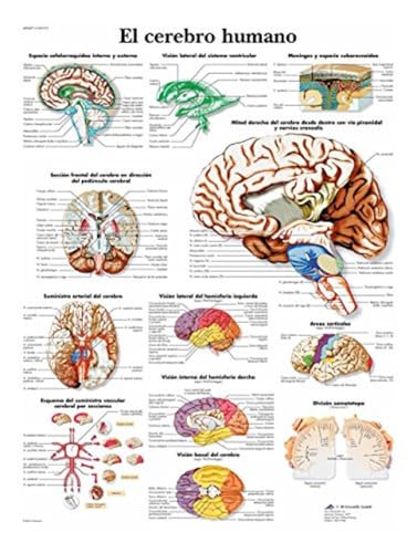 3B Scientific Lehrtaffel - El cerebro humano - Spanisch von 3B Scientific