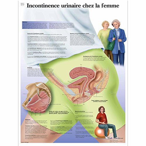3B Scientific Lehrtaffel - Incontinence urinaire Femme - Französisch von 3B Scientific
