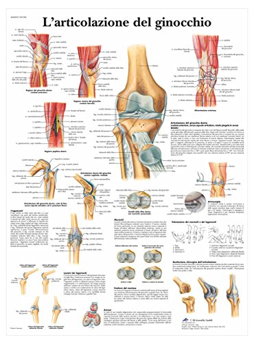3B Scientific Lehrtaffel - L'articolazione del ginocchio - Italienisch von 3B Scientific