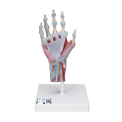 3B Scientific M33/1 Hand-Skelett-Modell mit Bändern und Muskeln + kostenlose Anatomie App - 3B Smart Anatomy von 3B Scientific