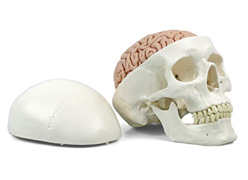 3B Scientific Menschliche Anatomie - A20/9 Klassik-Schädel mit Gehirn, 8-teilig + kostenlose Anatomie App - 3B Smart Anatomy von 3B Scientific