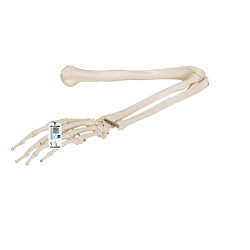 3B Scientific Menschliche Anatomie - Armskelett + kostenloser Anatomiesoftware - 3B Smart Anatomy 3B Scientific Menschliche Anatomie - Armskelett + kostenloser Anatomiesoftware - 3B Smart Anatomy von 3B Scientific