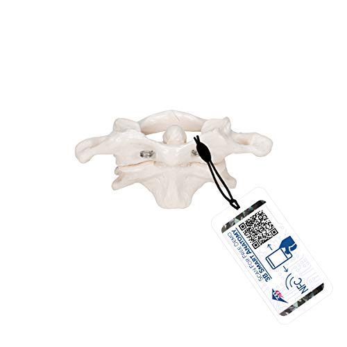 3B Scientific Menschliche Anatomie - Atlas und Axis, montiert, ohne Sockel + kostenlose Anatomie App - 3B Smart Anatomy, A71 3B Scientific Menschliche Anatomie - Atlas und Axis, montiert, ohne Sockel + kostenlose Anatomie App - 3B Smart Anatomy, A71 von 3B Scientific