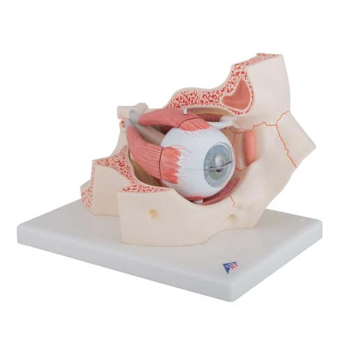3B Scientific Menschliche Anatomie - Auge, 3-fache Größe, 7-teilig + kostenlose Anatomie App - 3B Smart Anatomy von 3B Scientific