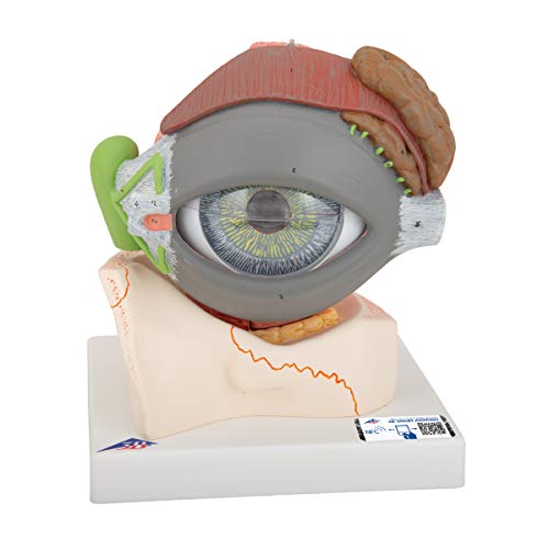 3B Scientific Auge, 5-fache Größe, 8-teilig + kostenlose Anatomie App - 3B Smart Anatomy, F12 von 3B Scientific