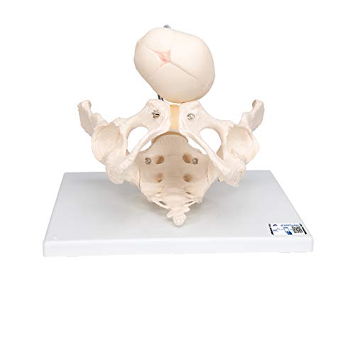 3B Scientific Menschliche Anatomie - Becken zur Demonstration der Geburt + kostenlose Anatomie App - 3B Smart Anatomy, L30 von 3B Scientific
