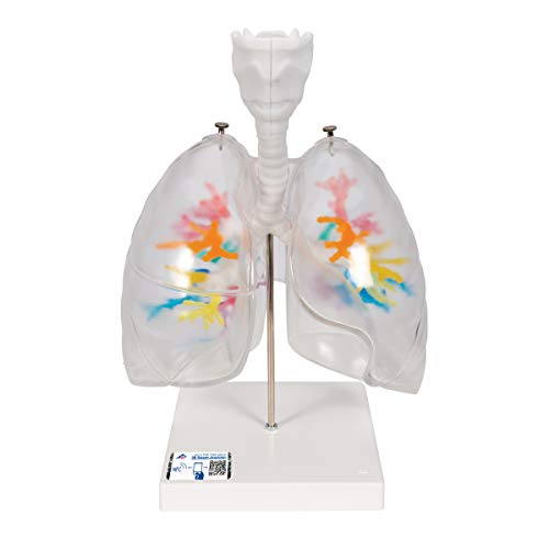 3B Scientific Menschliche Anatomie - CT-Bronchialbaum mit Kehlkopf und transparenten Lungenflügeln + kostenlose Anatomie App - 3B Smart Anatomy von 3B Scientific