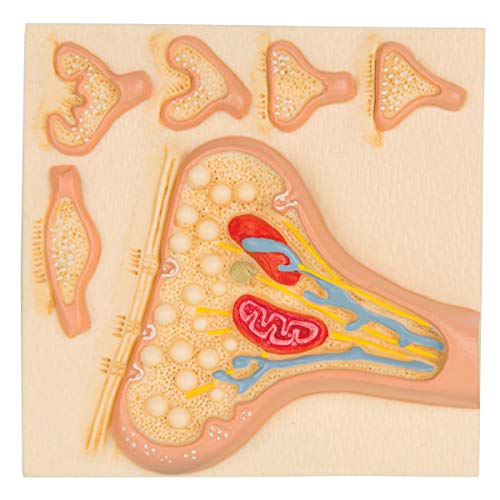 3B Scientific Menschliche Anatomie - Die Synapse von 3B Scientific