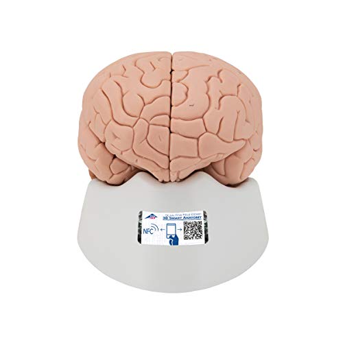 3B Scientific C15/1 Einführungsmodell des Gehirns, 2 Teile + kostenlose Anatomie App - 3B Smart Anatomy von 3B Scientific