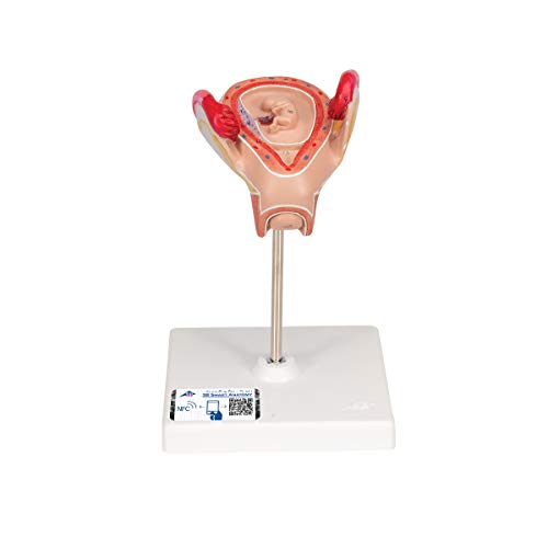 3B Scientific Menschliche Anatomie - Embryo Modell, 2. Monat + kostenlose Anatomie App - 3B Smart Anatomy von 3B Scientific