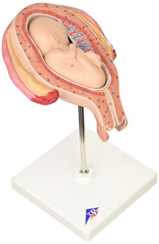 3B Scientific Menschliche Anatomie - Fetus, 5. Monat, Steißlage von 3B Scientific