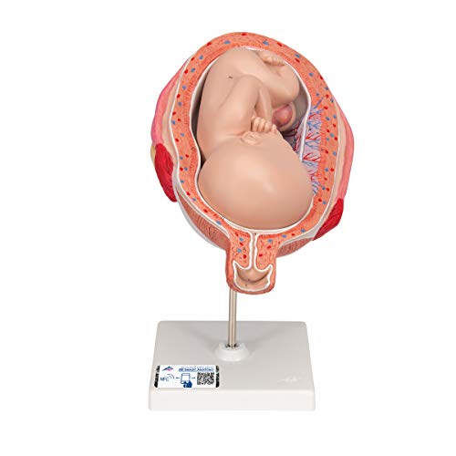 3B Scientific Menschliche Anatomie - Fetus, 7. Monat + kostenlose Anatomie App - 3B Smart Anatomy von 3B Scientific