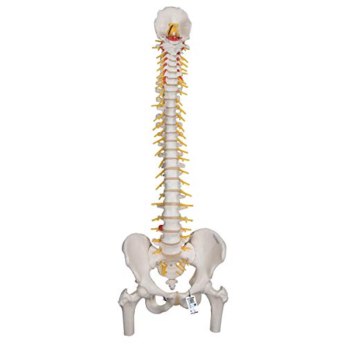 3B Scientific Menschliche Anatomie - Flexibles Luxus-Wirbelsäulenmodell mit Oberschenkelstümpfen + kostenlose Anatomie App - 3B Smart Anatomy 3B Scientific Menschliche Anatomie - Flexibles Luxus-Wirbelsäulenmodell mit Oberschenkelstümpfen + kostenlose Anatomie App - 3B Smart Anatomy von 3B Scientific