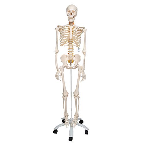 3B Scientific Menschliche Anatomie - Flexibles Skelettmodell Fred + kostenlose Anatomie App - 3B Smart Anatomy, Standardstativ von 3B Scientific