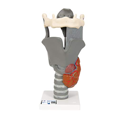 3B Scientific Menschliche Anatomie - Funktions-Kehlkopf Modell, 2,5-fache Größe + kostenlose Anatomie App - 3B Smart Anatomy 3B Scientific Menschliche Anatomie - Funktions-Kehlkopf Modell, 2,5-fache Größe + kostenlose Anatomie App - 3B Smart Anatomy von 3B Scientific