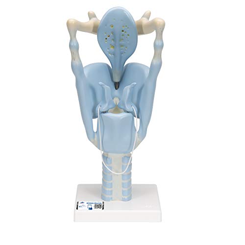 3B Scientific Menschliche Anatomie - Funktions-Kehlkopfmodell, 3-fache Größe + kostenlose Anatomie App - 3B Smart Anatomy von 3B Scientific