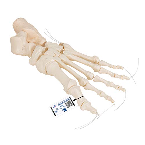 3B Scientific Menschliche Anatomie - Fußskelett lose auf Nylon gezogen + kostenlose Anatomie App - 3B Smart Anatomy 3B Scientific Menschliche Anatomie - Fußskelett lose auf Nylon gezogen + kostenlose Anatomie App - 3B Smart Anatomy von 3B Scientific