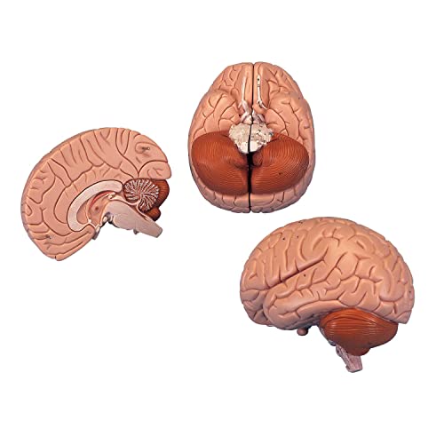 3B Scientific Menschliche Anatomie - Gehirnmodell, 2-teilig + kostenlose Anatomie App - 3B Smart Anatomy, C15 3B Scientific Menschliche Anatomie - Gehirnmodell, 2-teilig + kostenlose Anatomie App - 3B Smart Anatomy, C15 von 3B Scientific