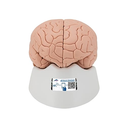3B Scientific Menschliche Anatomie - Gehirnmodell, 4-teilig + kostenlose Anatomie App - 3B Smart Anatomy von 3B Scientific